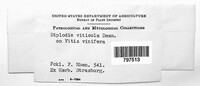 Diaporthe neoviticola image